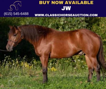 equinenow ohio|craigslist ohio horses for sale.